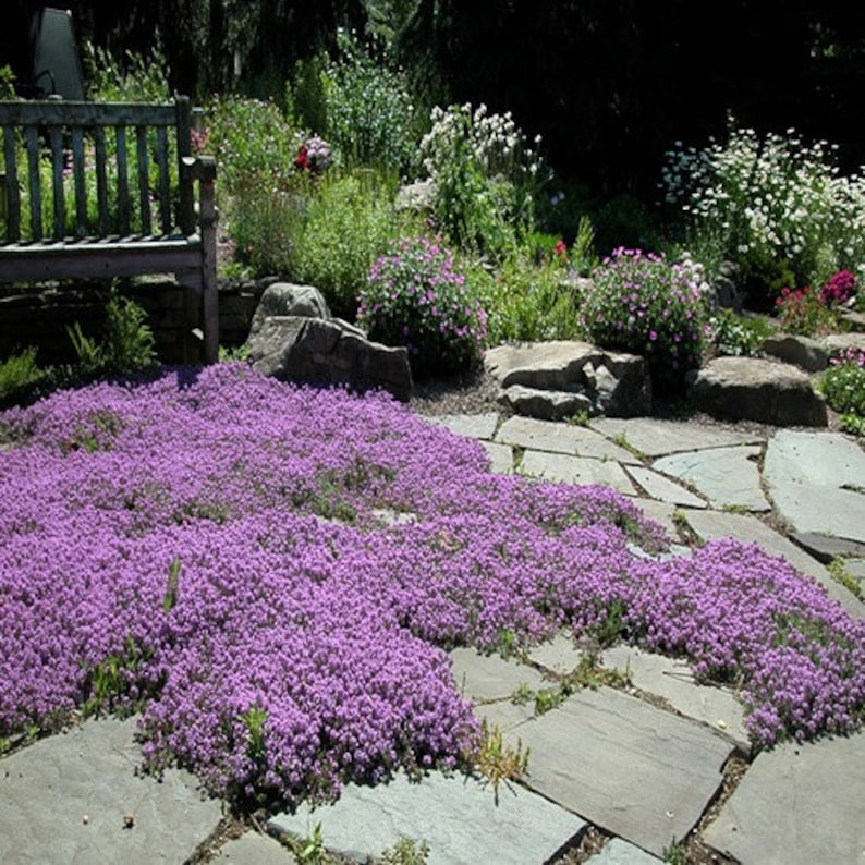 Creeping Thyme Magic Carpet Seeds Thymus Serpyllum 100Seeds immagine 2