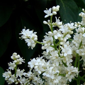 Japanese Tree Lilac Seeds Syringa reticulata 20Seeds image 3