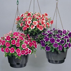 Petunia Picotee Mix Flower Seeds Petunia Multiflora F2 100Seeds image 2