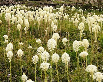 Bear Grass Ornamental Grass Seeds (Xerophyllum tenax) 50+Seeds