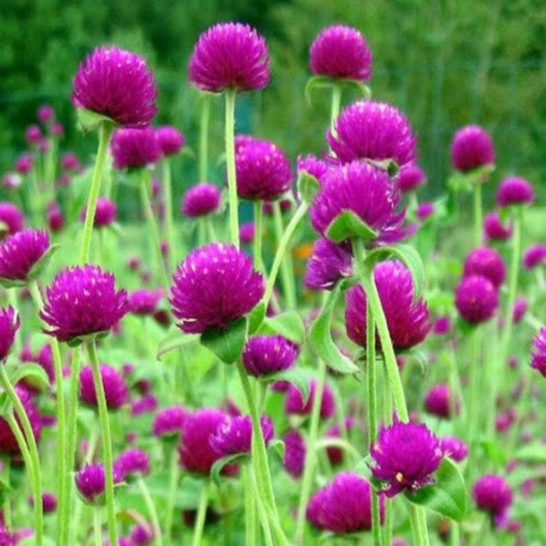 Gomphrena Purple Globe Flower Seeds gomphrena Globosa Etsy