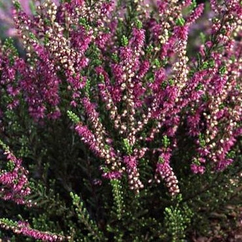 Graines de couvre-sol de bruyère écossaise Calluna vulgaris 50Graines image 2