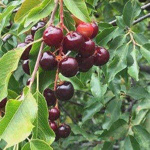 100 Graines De Cerisier - Pour Bonsaï Ou Jardin, Culture Extérieur Facile, Qualité Supérieure