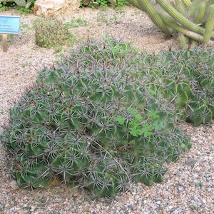 Clustering Barrel Cactus Seeds Ferocactus robustus 20Seeds image 2