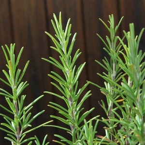 Rosemary Herb Seeds (Rosemarinus Officinalis) 50+Seeds