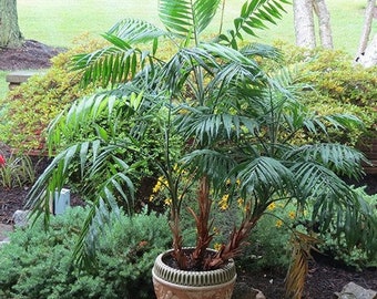 Parlor Palm Tree Seeds (Chamaedorea elegans) 10+Seeds