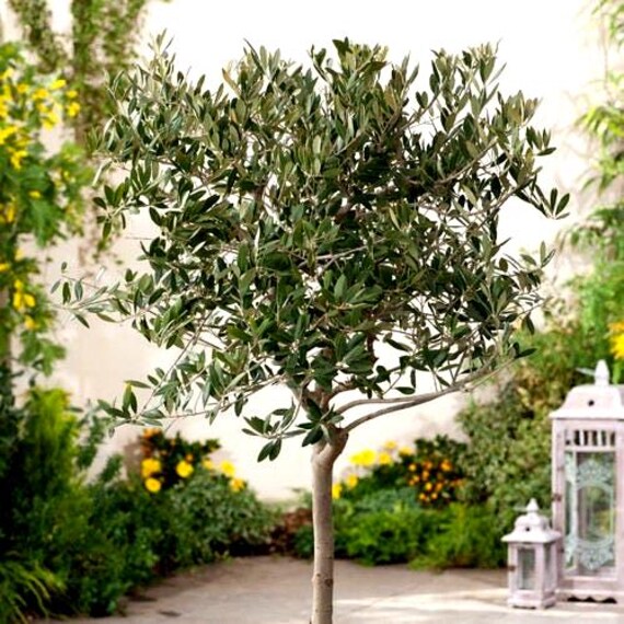 Canino' Olive – Experimental Farm