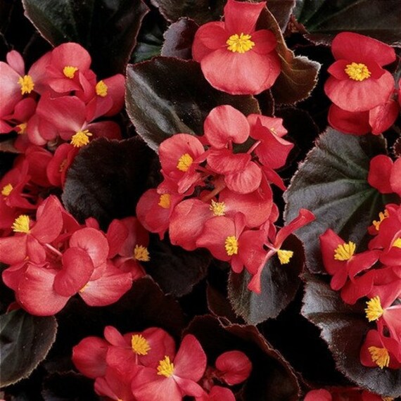 Begonia Semperflorens Red Begonia Wax Red Flower Seeds 200+Seeds