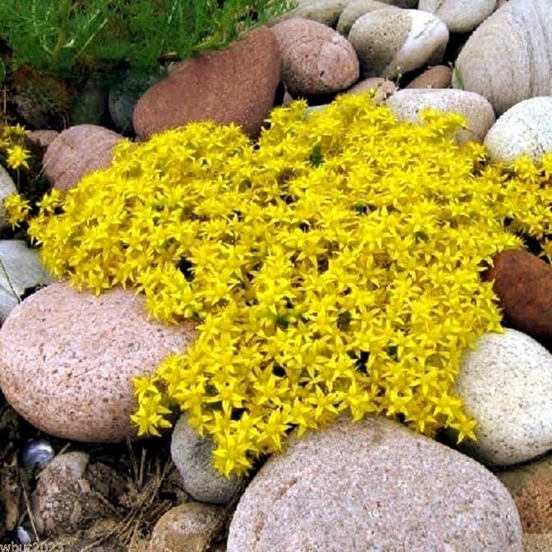 Semillas de Sedum Golden Carpet: Sedum cubresuelos (más de 100 semillas) -  Etsy México, image size:1080x1080