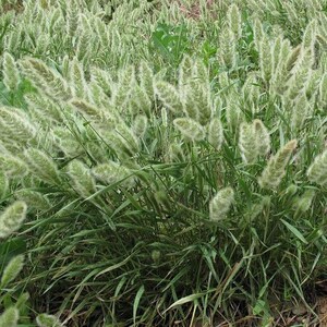 Rabbits Foot Ornamental Grass Seeds Polypogon monspeliensis 200Seeds image 3