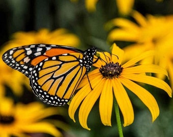 Black-Eyed Susan Flower Seeds (Rudbeckia Hirta) 200+Seeds