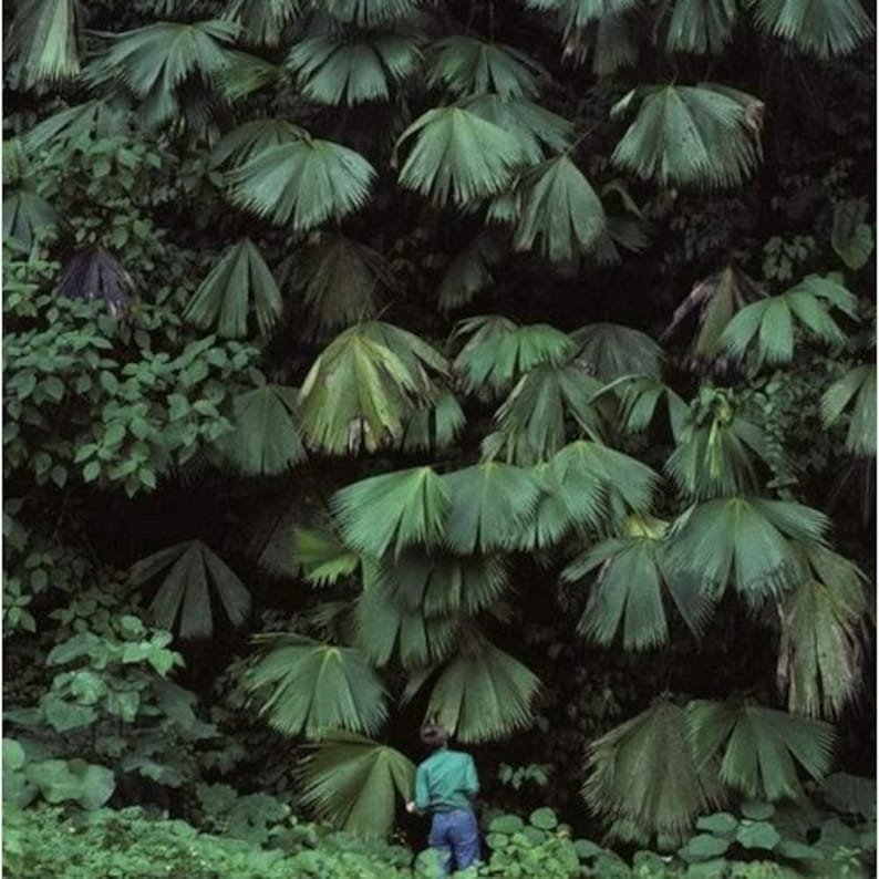 Panama Hat Palm Seeds carludovica Palmata 10seeds - Etsy