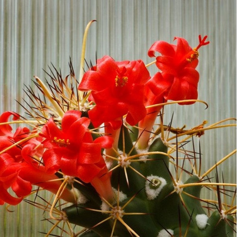 Red Flowered Pincushion Cactus Seeds Cochemiea poselgeri 20Seeds image 2