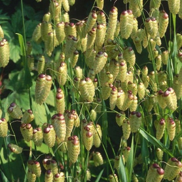 Quaking Grass Ornamental Grass Seeds (Briza maxima) 50+Seeds