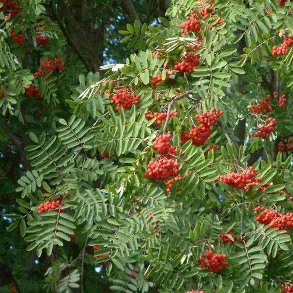 European Mountain Ash Tree Seeds (Sorbus aucuparia) 50+Seeds