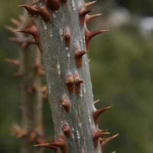 Devil's Walkingstick Seeds (Aralia spinosa) 30+Seeds