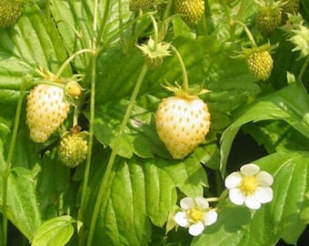 Wild Strawberry White Soul Seeds (Fragaria Vesca) 100+Seeds