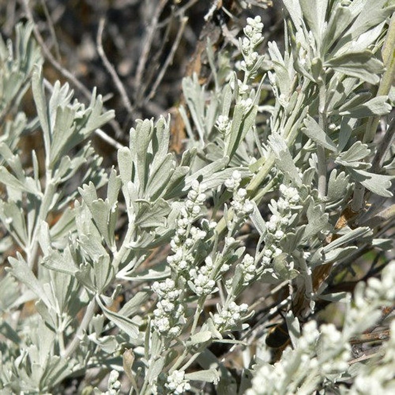 Big Sagebrush Seeds Artemisia tridentata 200Seeds image 3