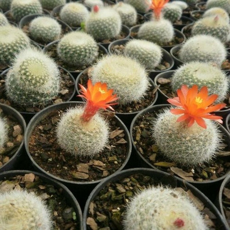 Scarlet Ball Cactus Seeds Brasilicactus Haselbergii 20Seeds image 2