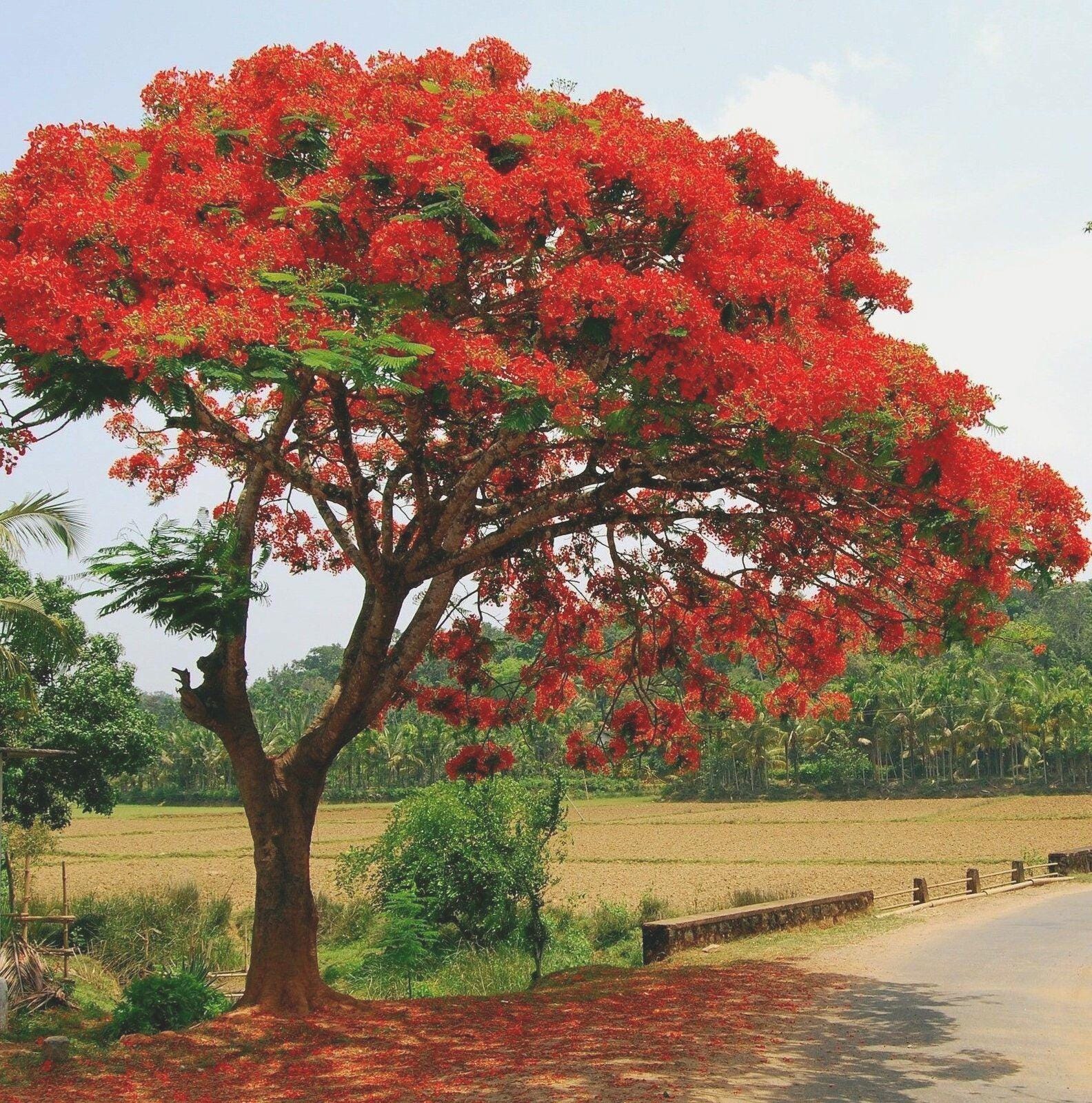Royal Poinciana Tree Seeds (delonix Regia) 5+seeds - Etsy