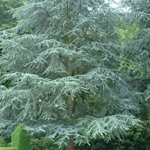 Differentiation between Cupressus atlantica and C. sempervirens: A À