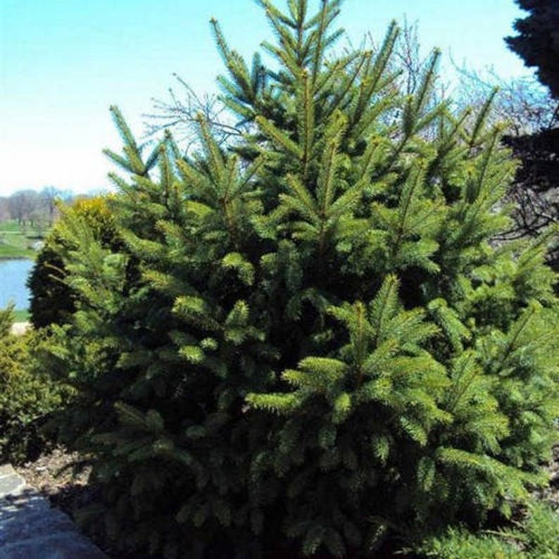 Dragon Spruce Tree Seeds Picea asperata 25Seeds image 1