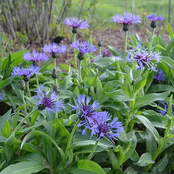 Outsidepride Cornflower Seeds - Wildflower - 1/4 lb