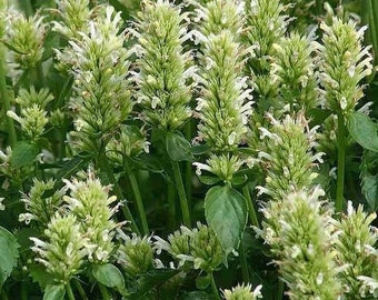 Giant Hyssop White Seeds (Agastache Mexicana) 200+Seeds