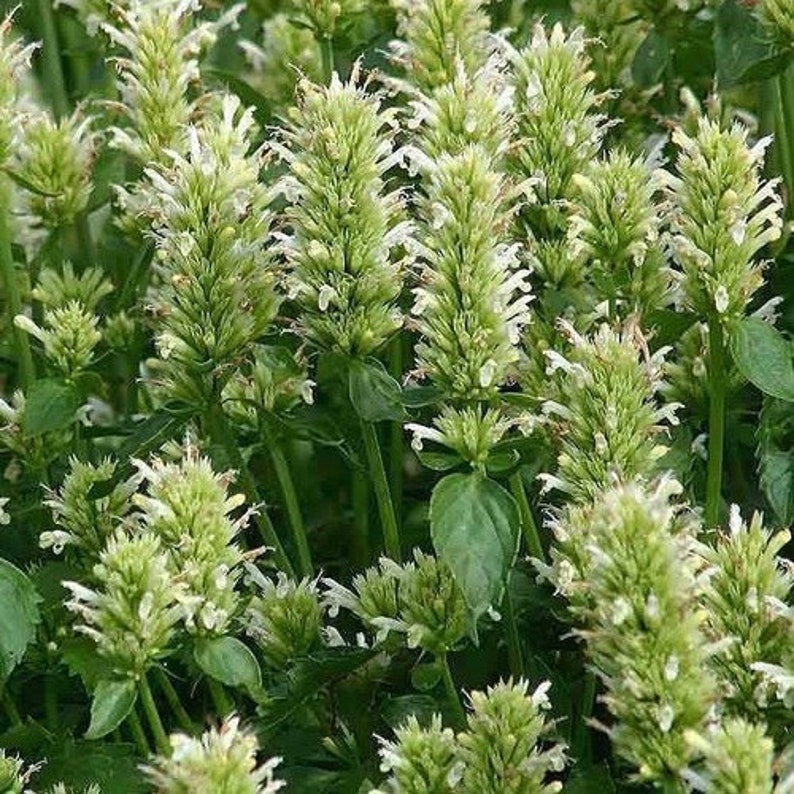UnderTheSunSeeds Giant Hyssop Seeds