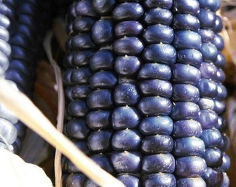 Corn Blue Hopi Vegetable Seeds (Zea mays) 20+Seeds