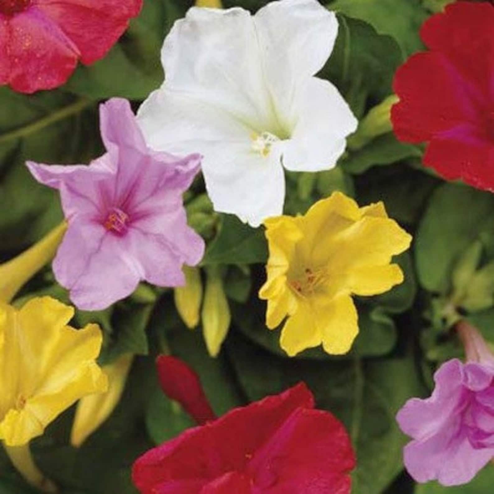 Four O Clock Mix Flower Seeds mirabilis Jalapa Mix 50seeds Etsy