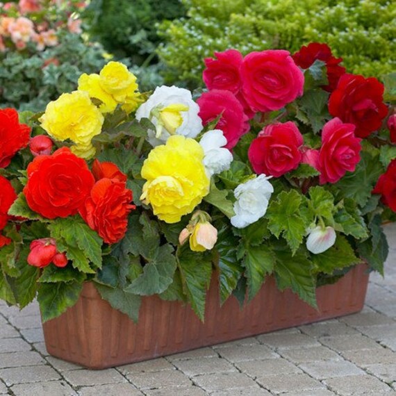 Begonia Double Mix Flower Seeds Begonia Tuberosa Double Mix Etsy Singapore