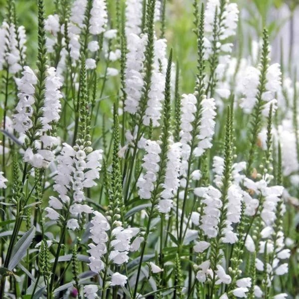 Obedient Plant White False Dragonhead Seeds (Physostegia Virginiana) 50+Seeds