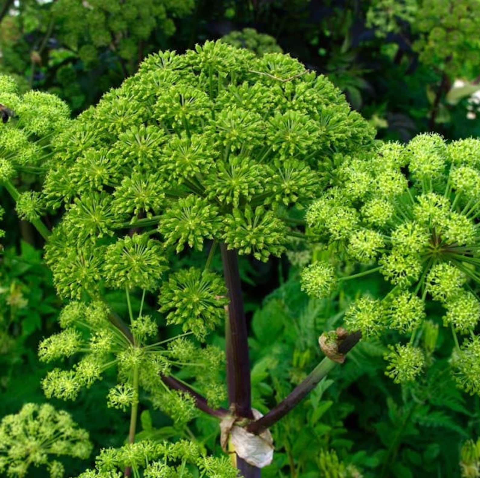 Norwegian Angelica Herb Seeds angelica Archangelica 50seeds Etsy