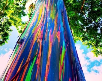 Rainbow Eucalyptus Tree Seeds (Eucalyptus deglupta) 100+Seeds