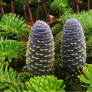 Korean Fir Tree Seeds Abies koreana 20Seeds Bild 1