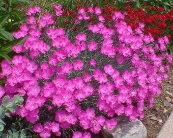 Dianthus Cheddar Pink Flower Seeds (Dianthus Gratianopolitanus) 50+Seeds