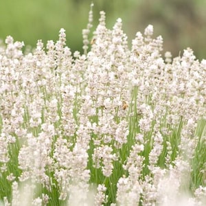 May include: A field of white lavender flowers in full bloom, with green stems and leaves. Several bees are visible among the flowers, with a soft green background.