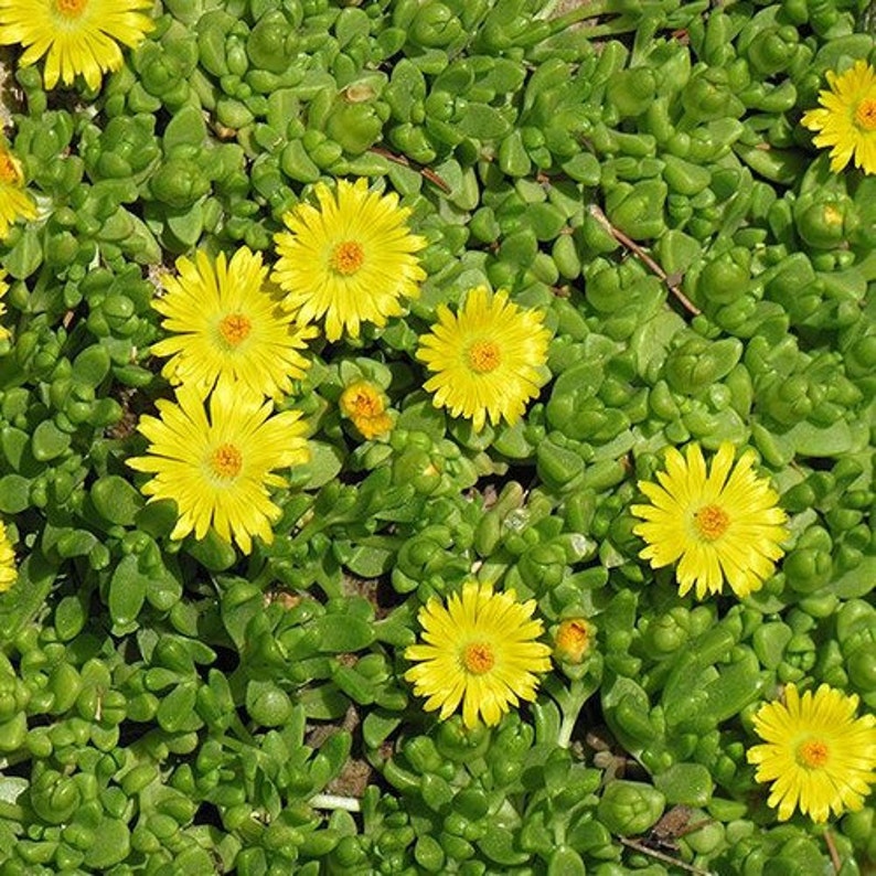 Ice Plant Yellow Flower Seeds Dorotheanthus Bellidiformis 200Seeds image 2