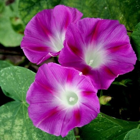 Morning Glory Crimson Rambler Flower Seeds (Ipomoea Purpurea) 20+
