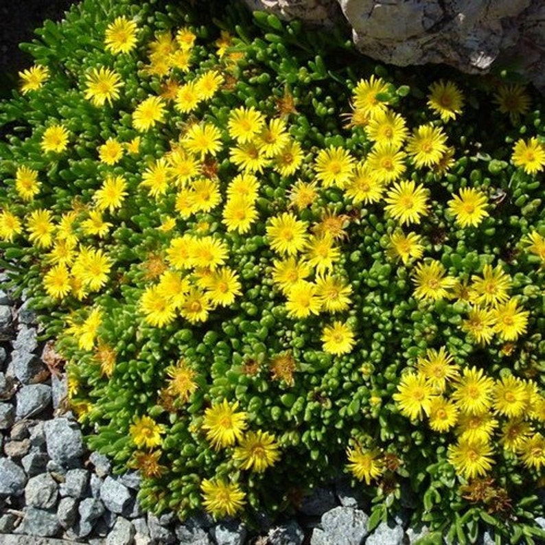 Ice Plant Yellow Flower Seeds Dorotheanthus Bellidiformis 200Seeds image 3