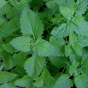 Lemon Catnip Herb Seeds Nepeta Cataria 200Seeds image 3