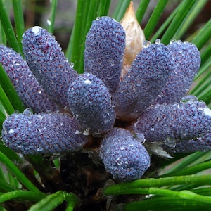 May include: Close-up of a cluster of young pine cones, displaying a vibrant blue-purple hue. The cones are covered in tiny, textured scales and droplets of water. The background features bright green pine needles and a light brown bud.