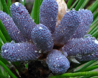 Longleaf Pine Tree Seeds (Pinus palustris) 5+Seeds