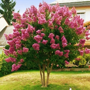 Queens Crape Myrtle Tree Seeds (Lagerstroemia speciosa) 50+Seeds