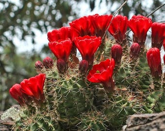 Scarlet Hedgehog Cactus Seeds (Echinocereus coccineus) 25+Seeds