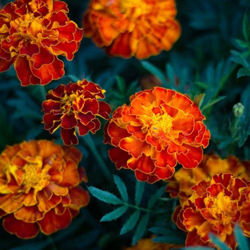 Marigold Champion Flame Flower Seeds tagetes Patula Nana Etsy