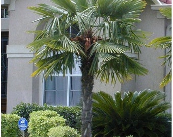 Windmill Palm Tree Seeds (Trachycarpus fortunei) 5+Seeds