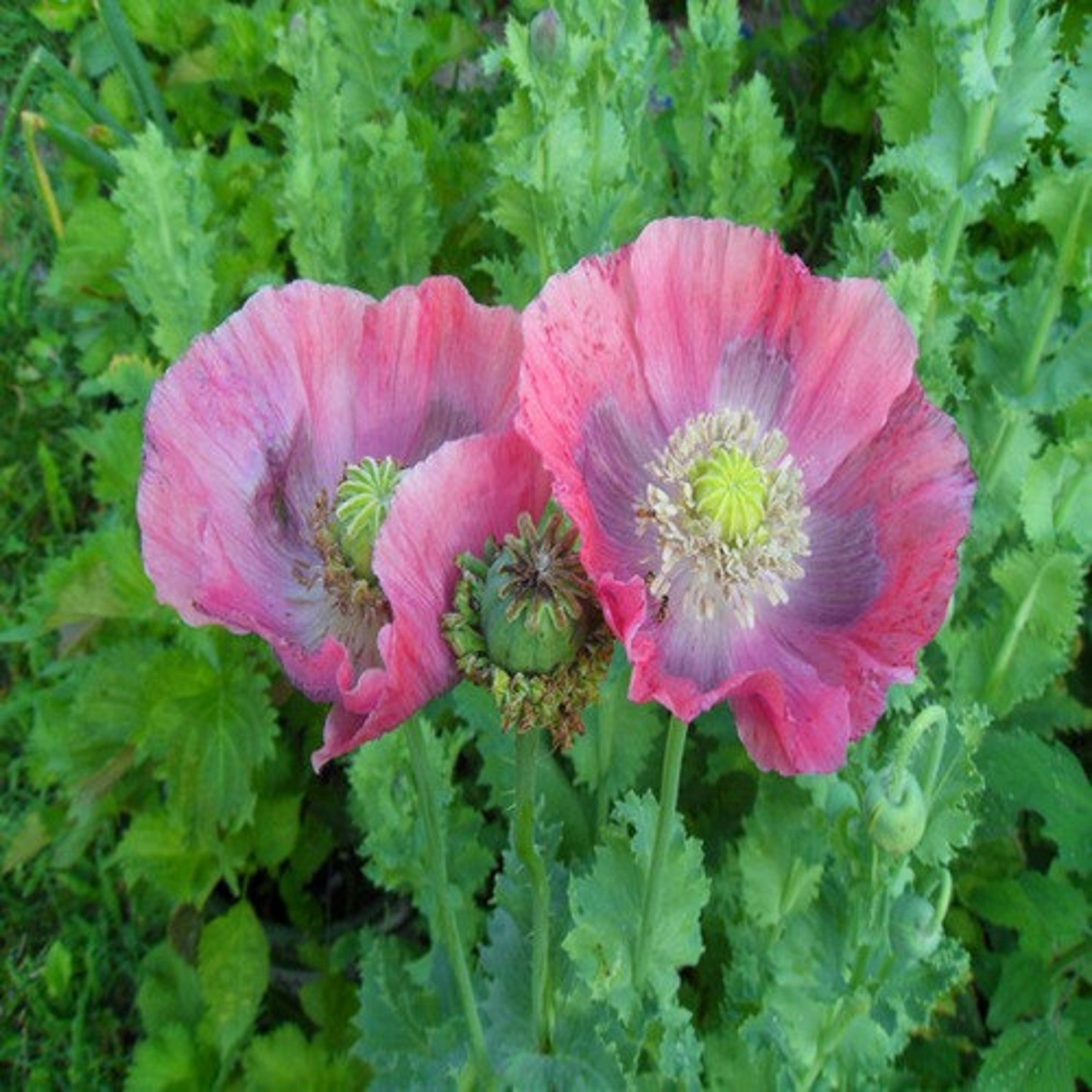 Poppy Hens and Chickens Flower Seeds Papaver Somniferum Etsy