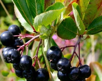 Black Chokeberry Bush Seeds (ARONIA melanocarpa) 30+Seeds